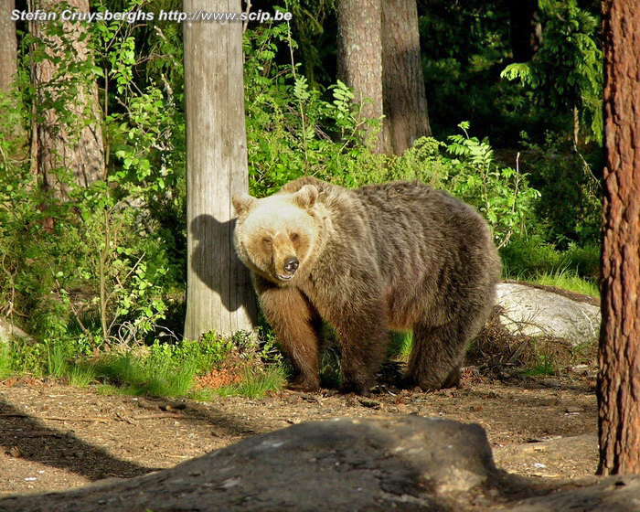 Bruine beer In Martinselkosen brengen we een avond en nacht door in een observatiehut. We zien er meerdere bruine beren. In totaal leven er nog een 1000-tal Europese bruine beren (ursus arctos arctos) in Finland. Stefan Cruysberghs